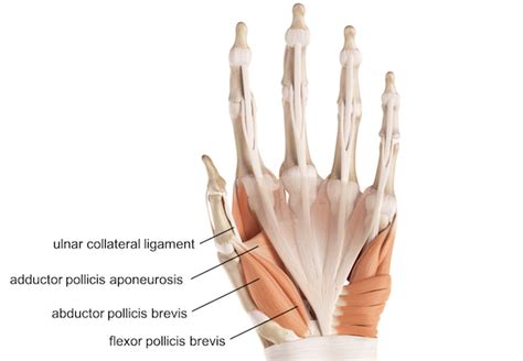 ucl thumb anatomy